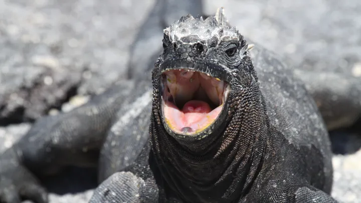 Havleguanen lever kun på Galapagos. Foto Claus Bech
