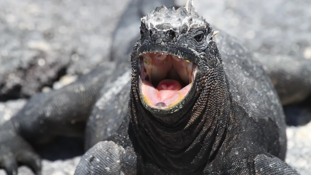 Havleguanen lever kun på Galapagos. Foto Claus Bech