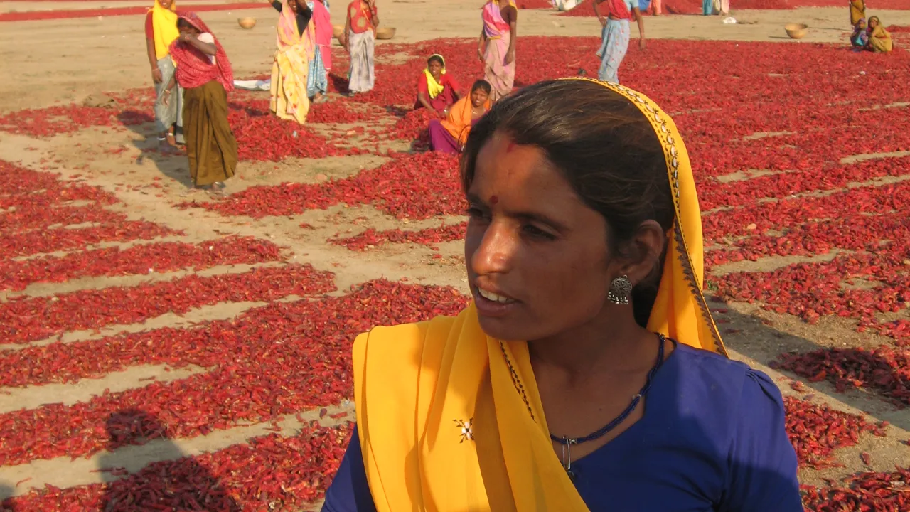 Den nyhøstede chili lægges til tørre i Rajasthan. Foto Vagn Olsen
