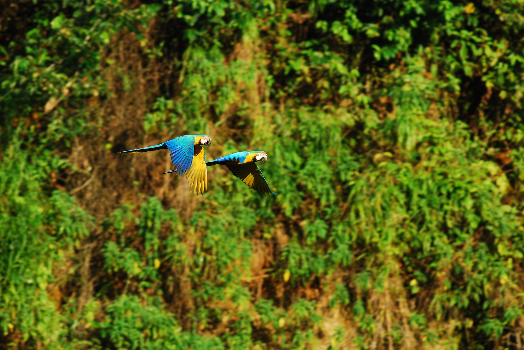 I Amazoas kan vi bl.a. opleve den blå og gule ara. Foto Heinz Plenge Pardo