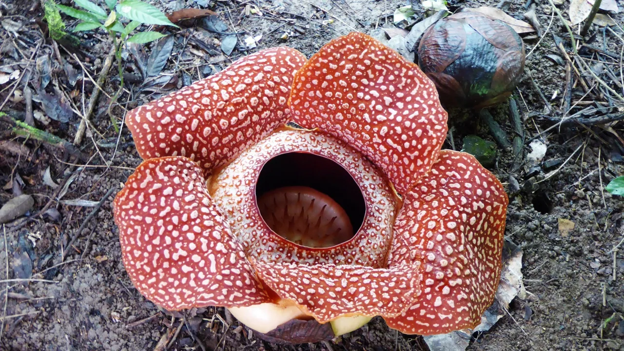 Rafflesia - verdens største blomst. Foto Michael Andersen
