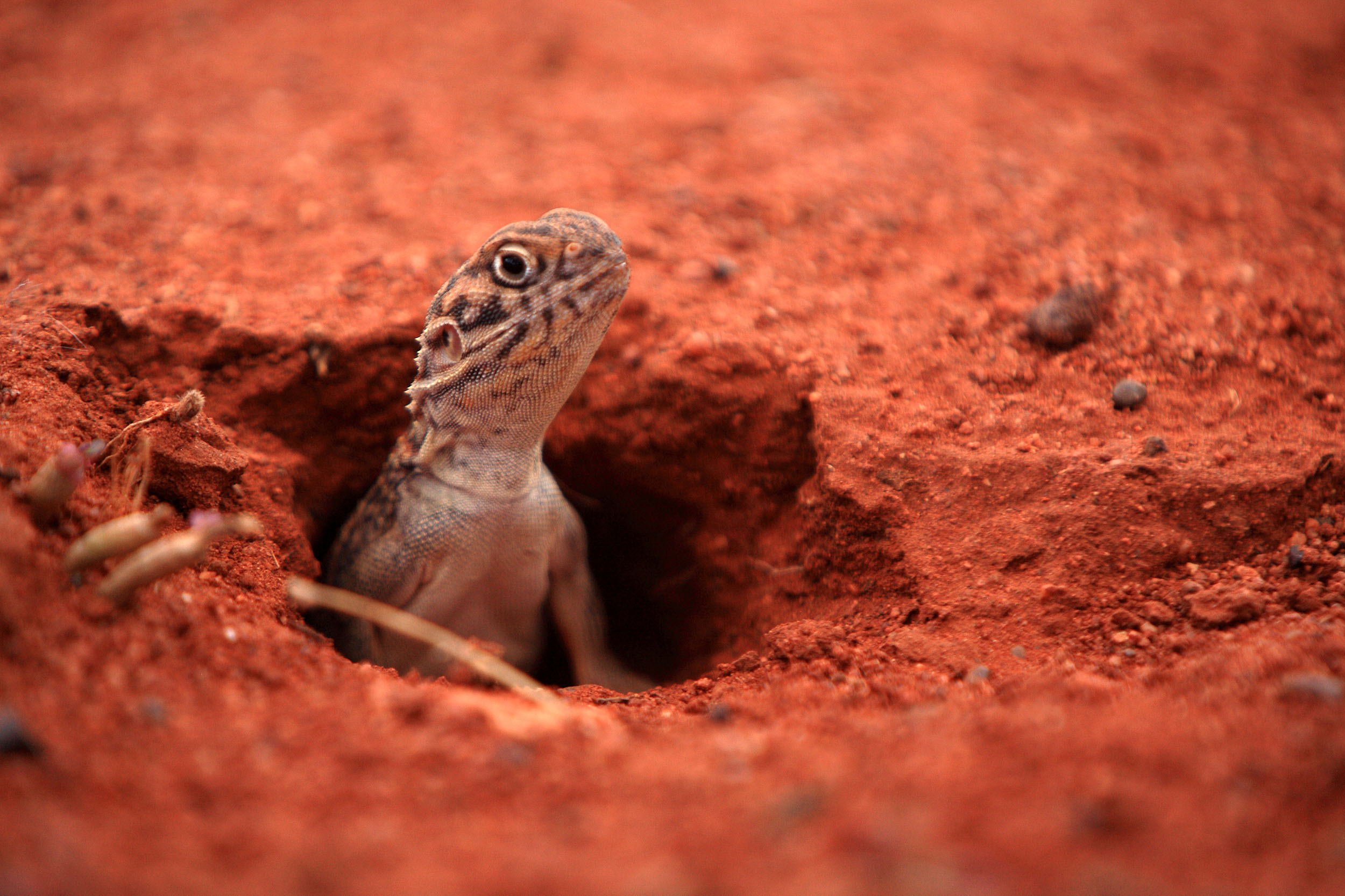 Der er masser af liv i Australiens røde ørken. Foto af Anders Stoustrup