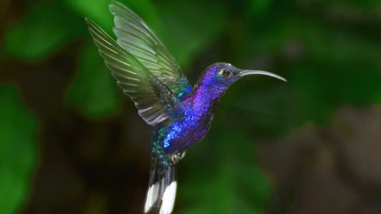Den farverige Violet Sabre Wing kolibri. Foto Hanne Christensen