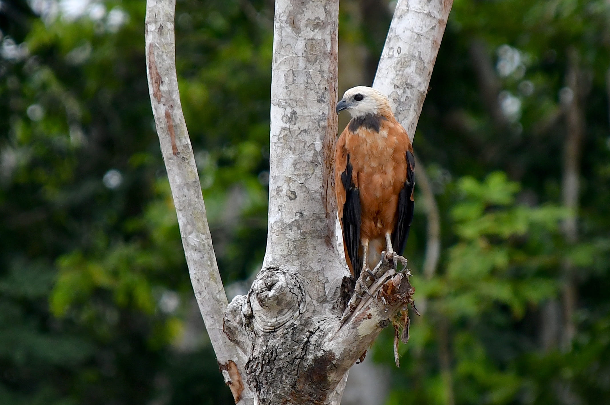Vi holder udkig efter sortkravet høj under sejlturene på Amazonas' floder. Foto Hanne Christensen