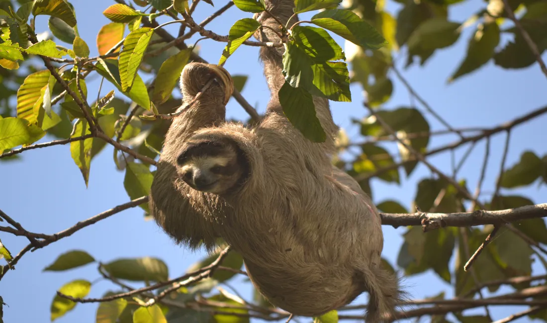 I Costa Rica bor det tretåede dovendyr, der kan dreje hovedet næsten 180 grader. Foto Hanne Christensen