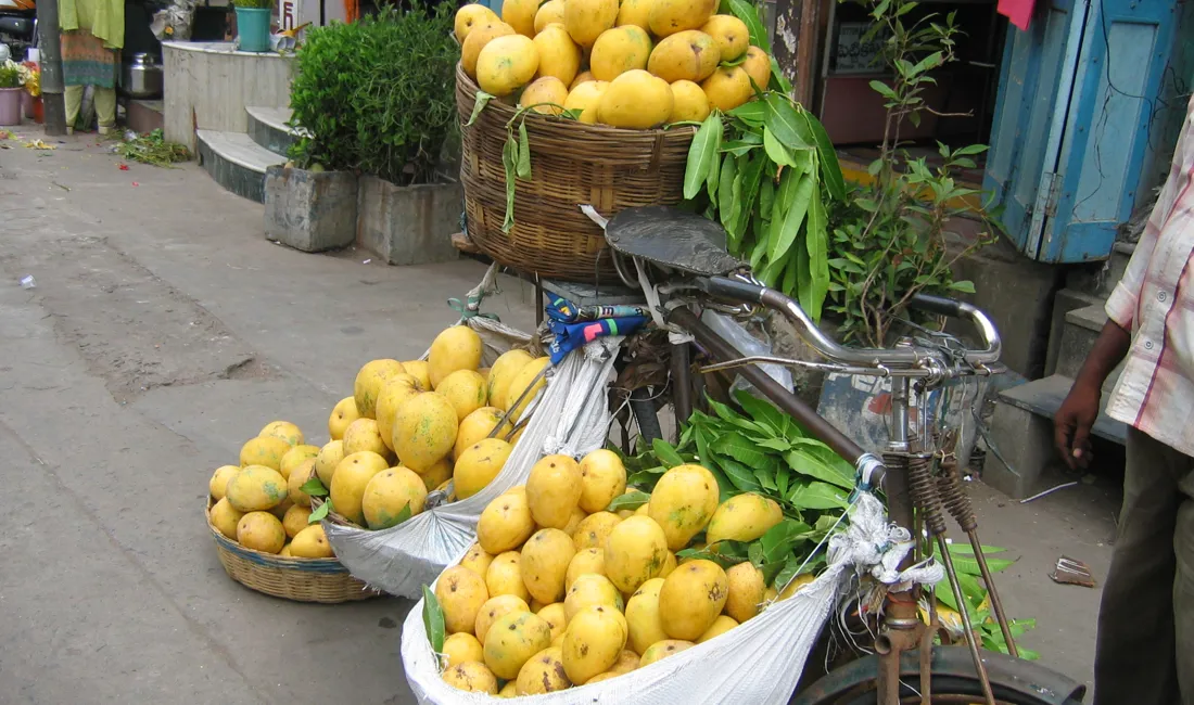 Store modne mangoer. Foto Viktors Farmor