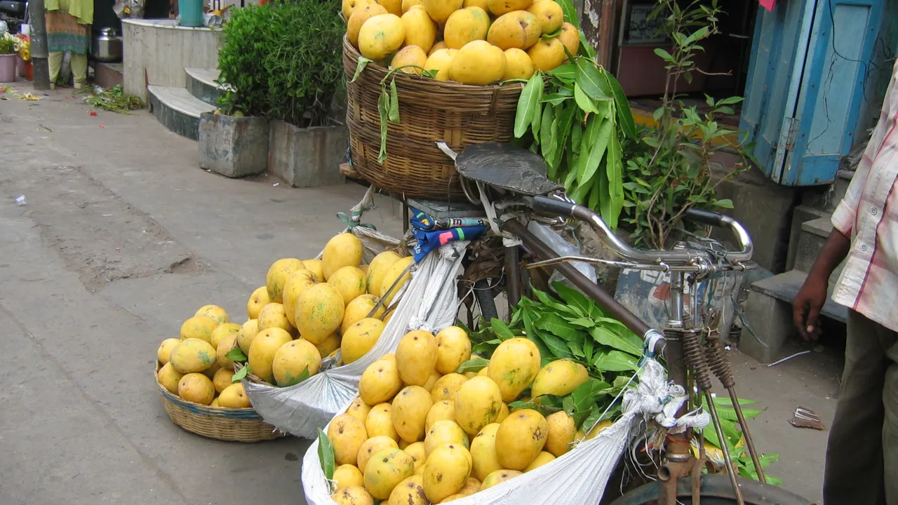 Store modne mangoer. Foto Viktors Farmor
