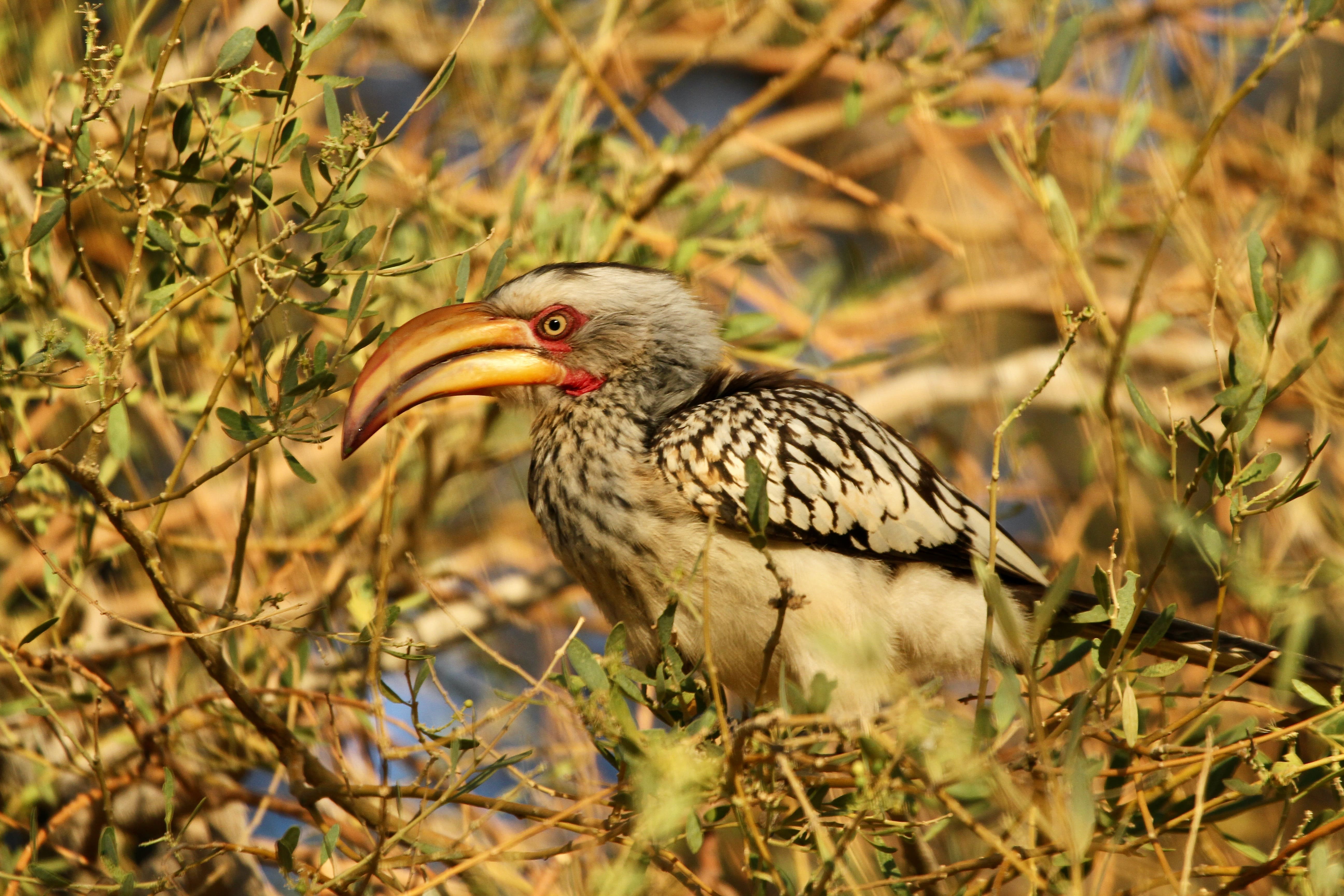 Næsehornsfuglen Southern Yellowbilled Hornbill i Damaraland. Foto Anders Stoustrup
