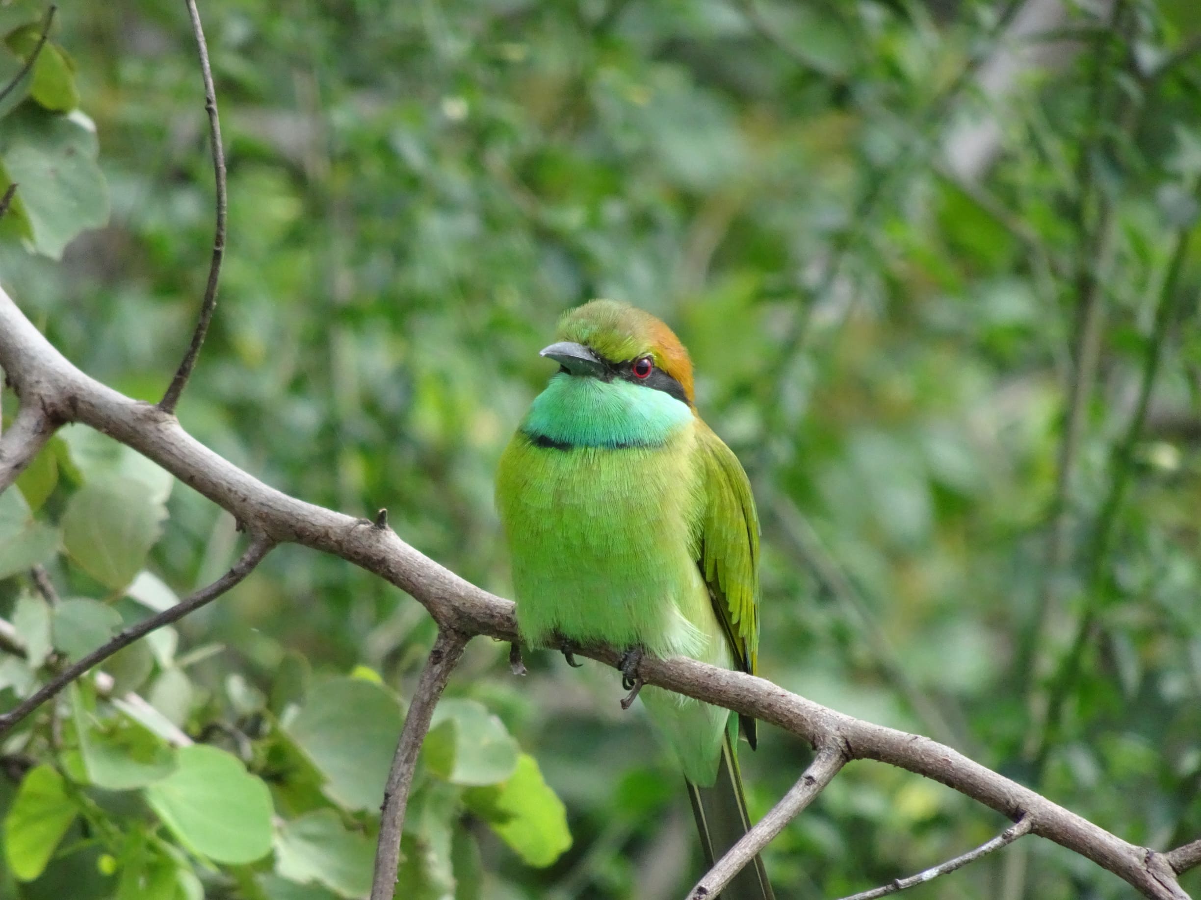 Sri Lanka har et rigt fugleliv - her en Lille Grøn Biæder. Foto Laura Lyhne Christensen
