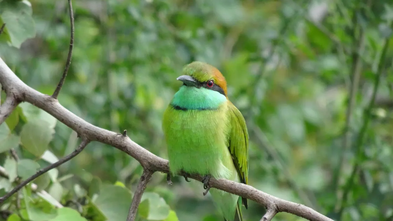 Sri Lanka har et rigt fugleliv - her en Lille Grøn Biæder. Foto Laura Lyhne Christensen