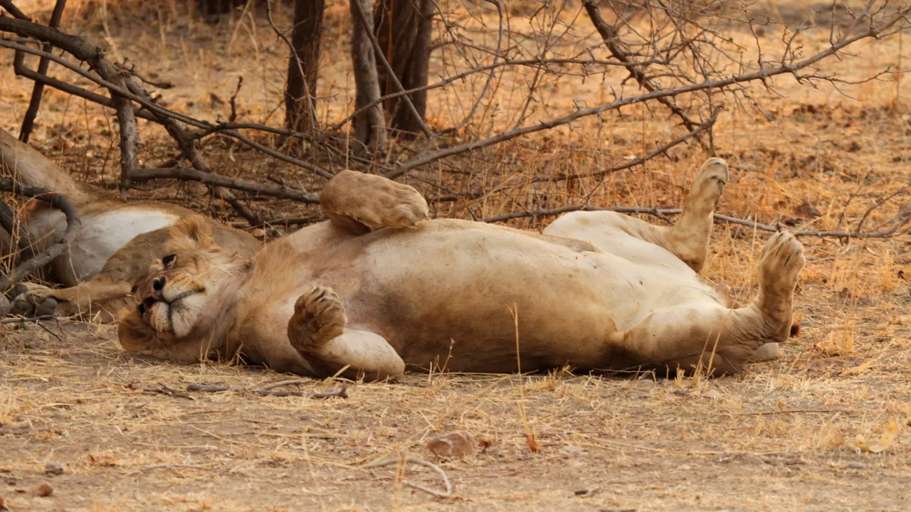At slå mave i løve-version i Malawi. Foto Erik Hermansen