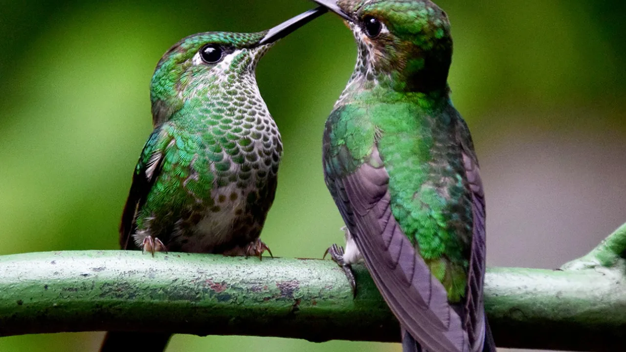 Fuglelivet i Costa Rica er helt utrolig mangfoldigt. Foto Hanne Christensen