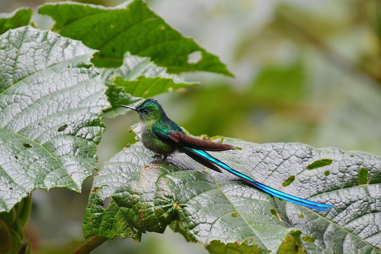 Den smukke kolibri Long Tailed Sylph. Foto Hanne Christensen
