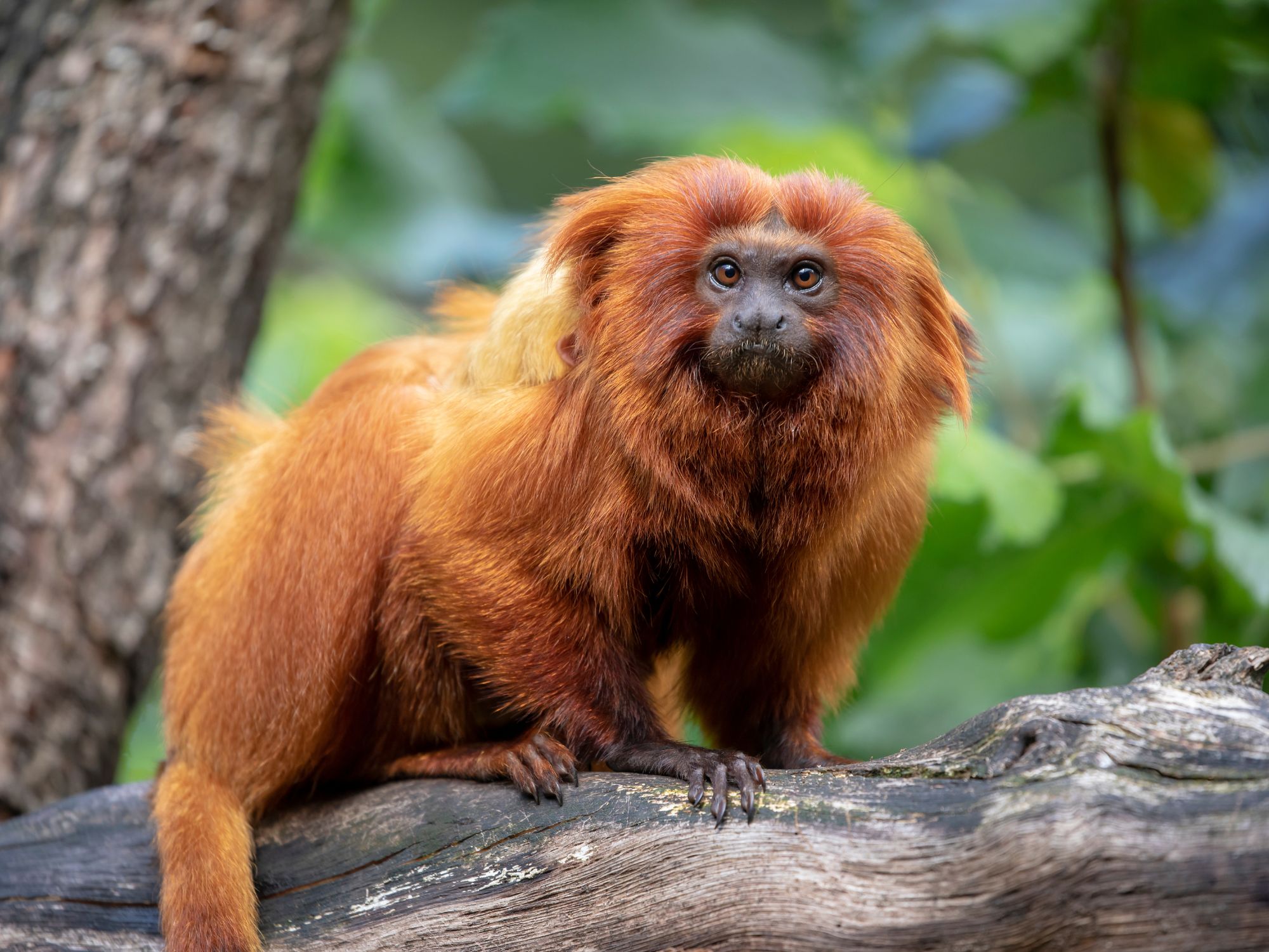 Gylden løveabe i Poço das Antas naturreservat. Foto Viktors Farmor