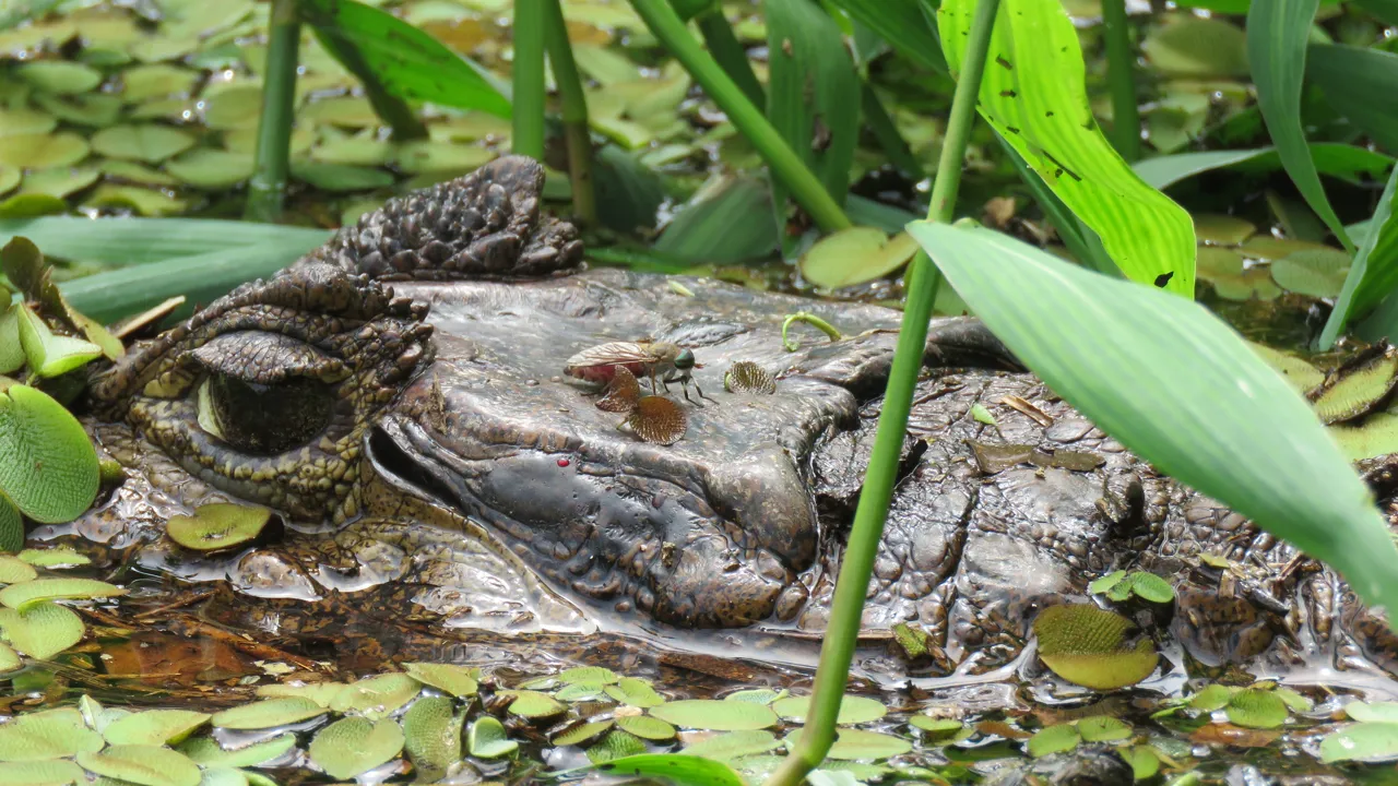 Kan du spotte, hvilket dyr der gemmer sig i Río Negro-floden? Foto Kirsten Gynther Holm