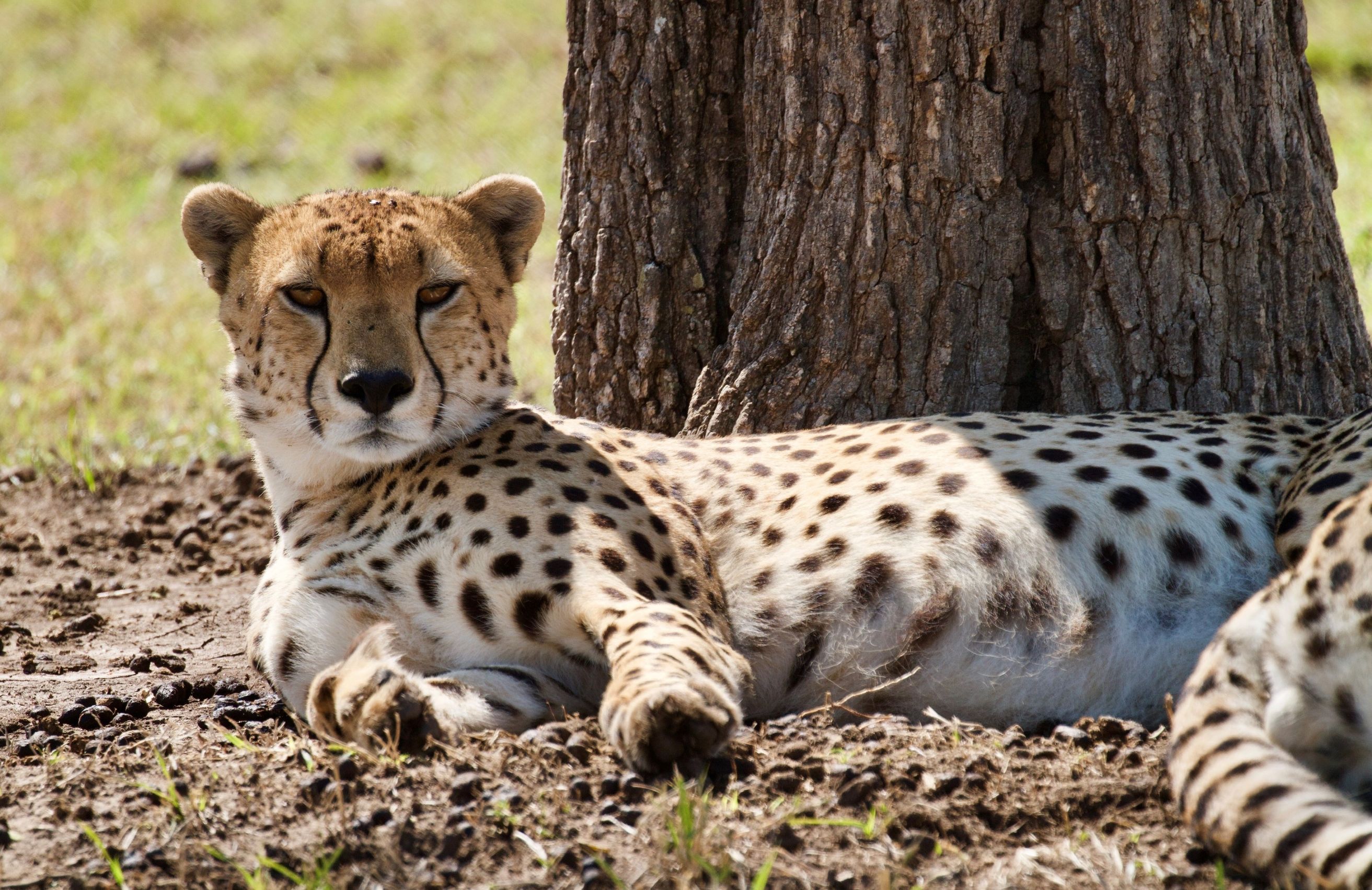 Gepard slapper af i skyggen efter en jagt i Masai Mara. Foto Anders Stoustrup