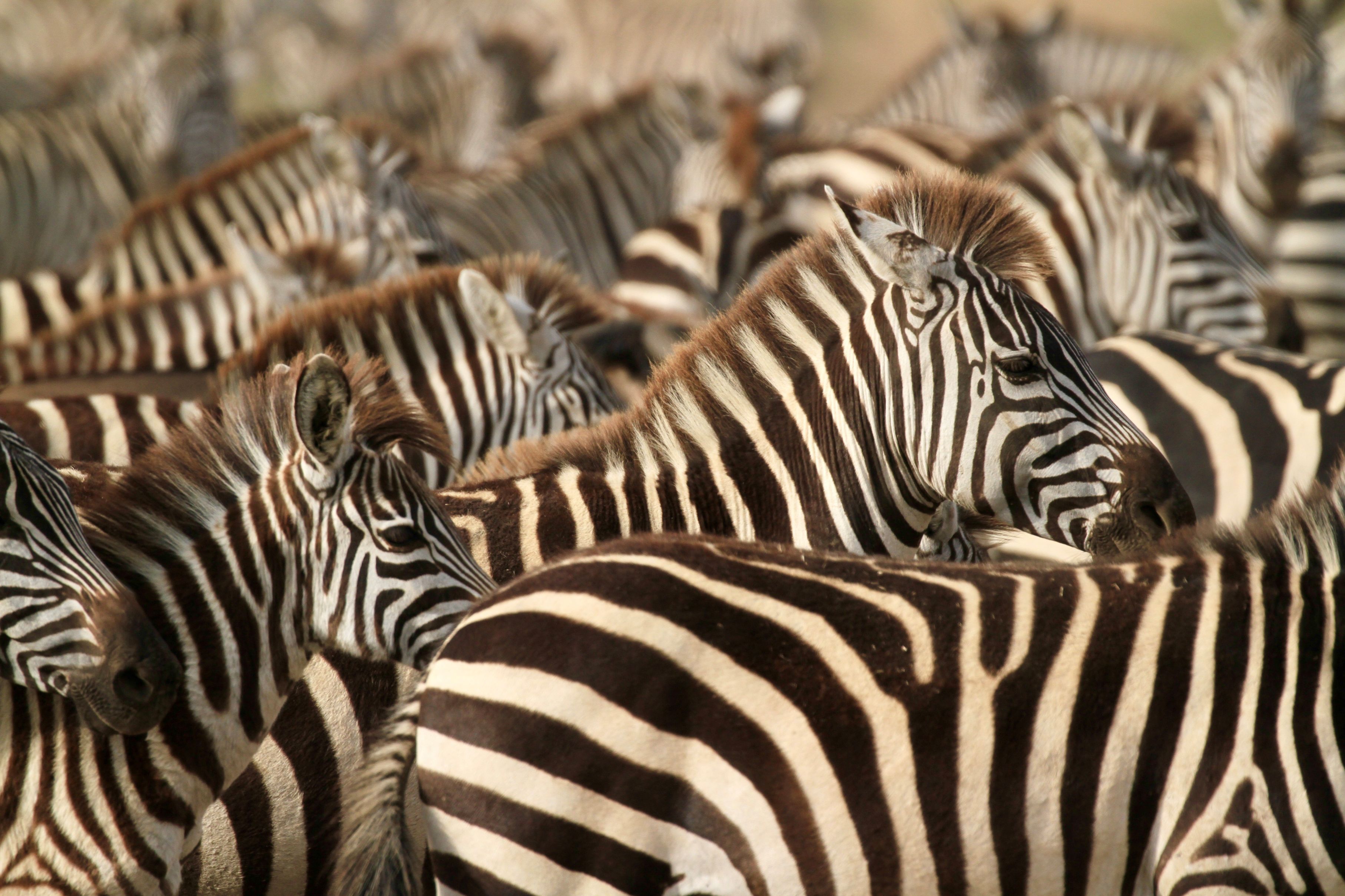 Zebraer i Masai Mara, hvor striberne næsten flyder sammen i flokken. Foto Anders Stoustrup