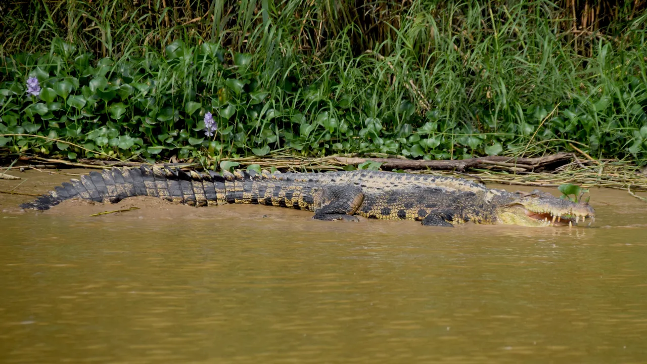 Når vi sejler på Kinabatangan floden sker det ofte, at der ligger en stor krokodille og soler sig på bredden. Foto Hanne Christensen
