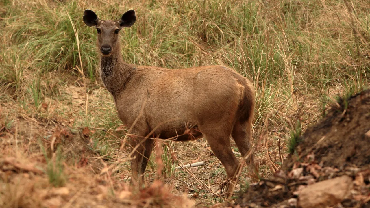 Sjælden hjorteart i Kanha. Foto Anders Stoustrup