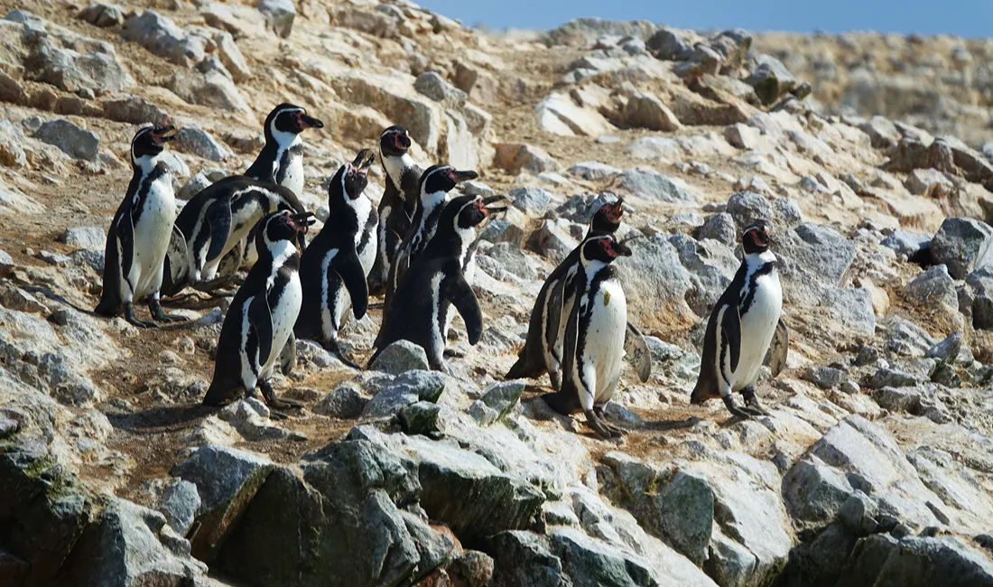 Mød pingvinerne, som holder til på Islas Ballestas. Foto Thomas Bøgh