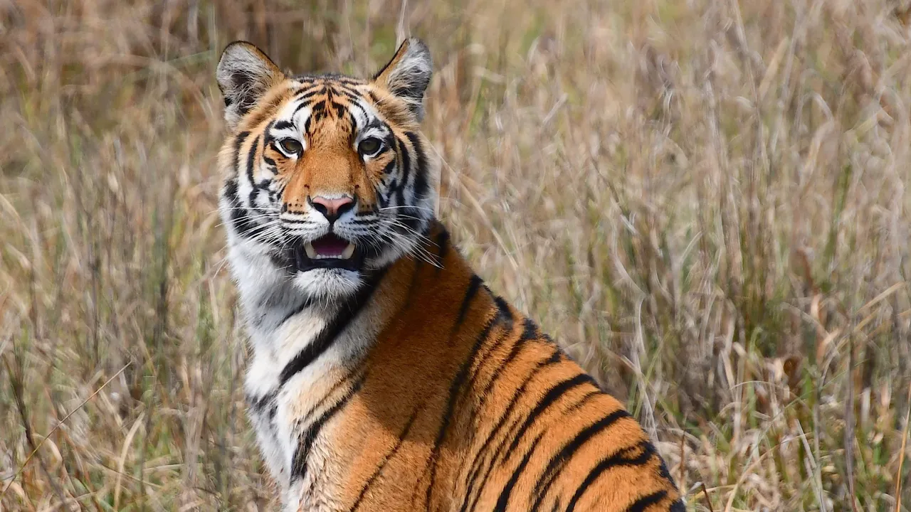 Smuk ung tigerunge. Foto Hanne Christensen