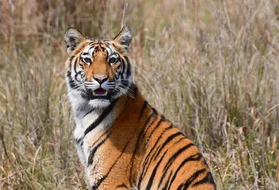 Smuk ung tigerunge. Foto Hanne Christensen