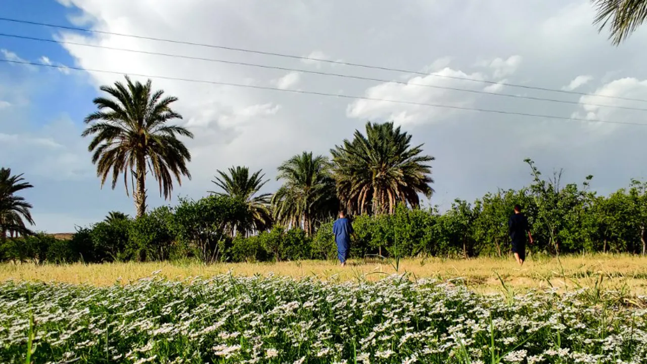 Palmer, palmelunde og oaser er talrige på en rejse i Algeriet og står i stærk kontrast til Sahara i syd. Foto Viktors Farmor