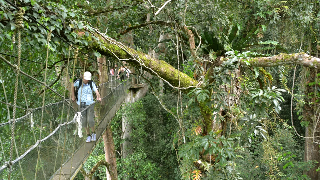 I Kinabalu nationalparken kan man prøve hængebroen højt over regnskoven. Foto Hanne Christensen