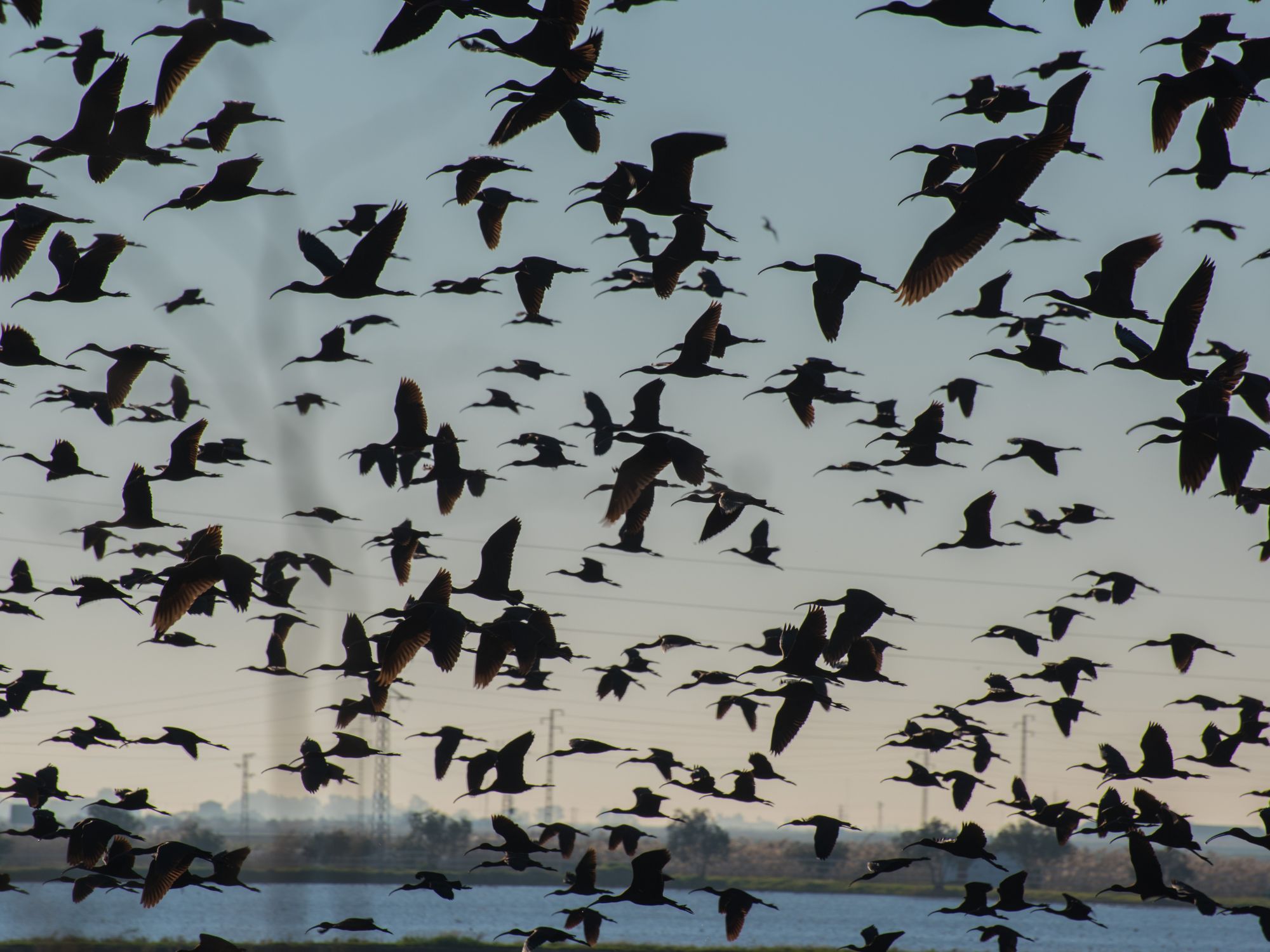 Flamingoer i den biodiverse Doñana-nationalpark. Foto Viktors Farmor