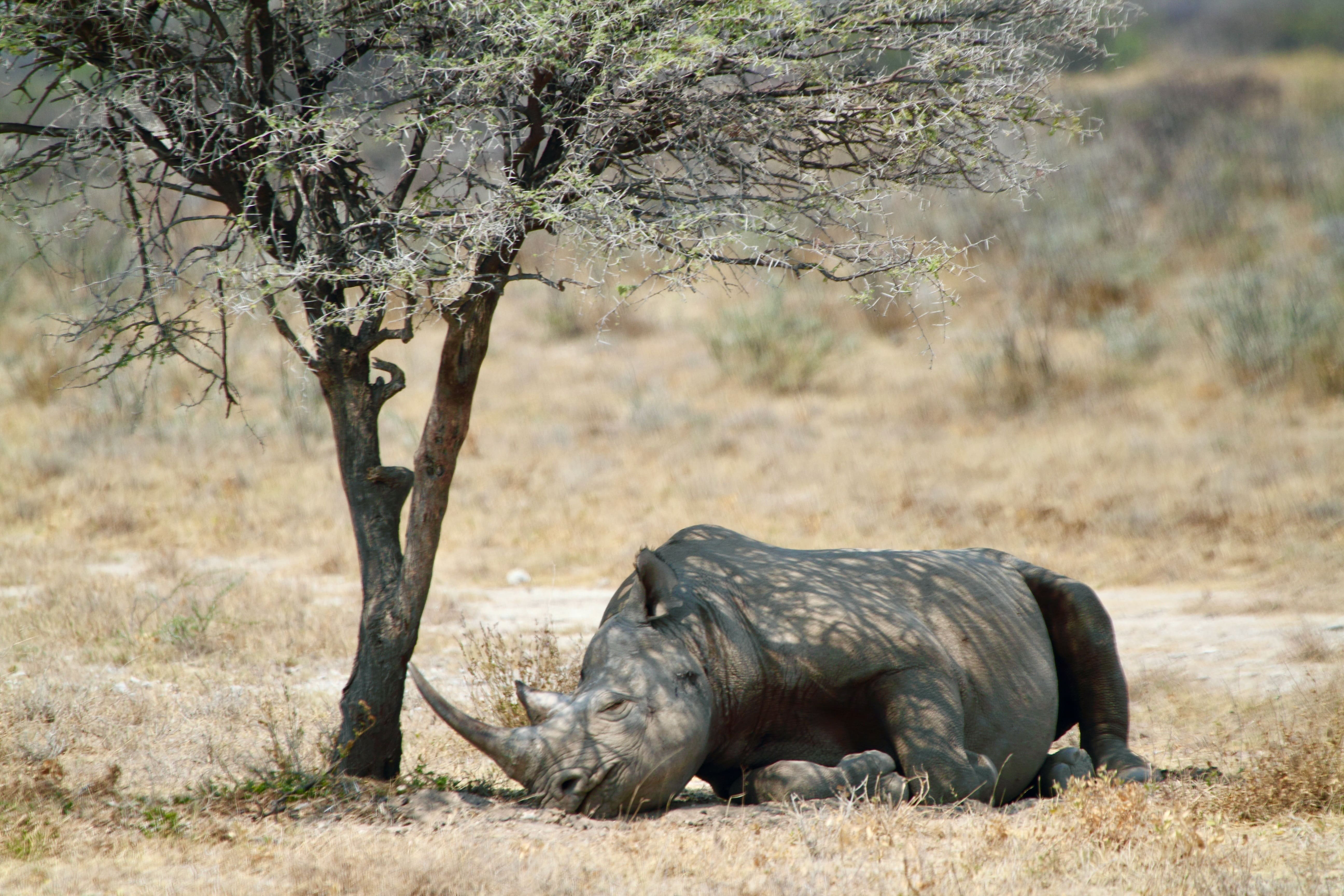 Næsehorn tager sig en lur i middagsheden i Etosha. Foto Anders Stoustrup