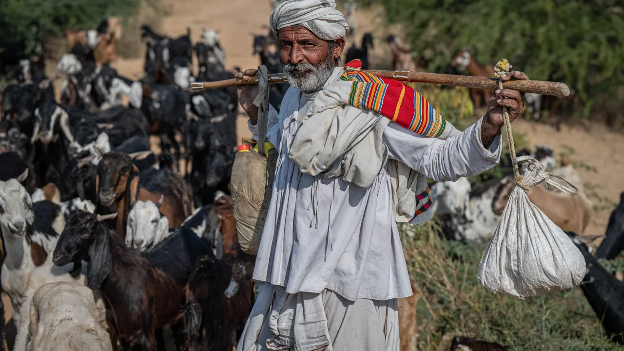 Hyrde med sin flok på landet i Gujarat. Foto af Viktors Farmor