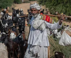 Hyrde med sin flok på landet i Gujarat. Foto af Viktors Farmor