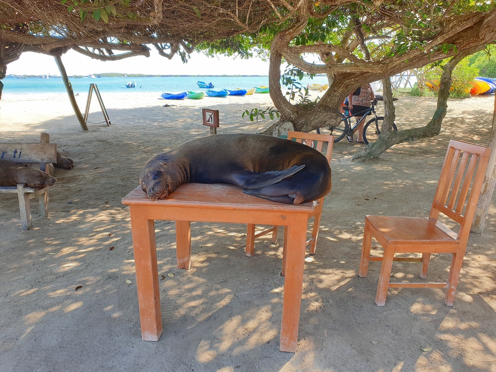 På Galapagos er det dyrene, der har første ret. Foto Hanne Christensen