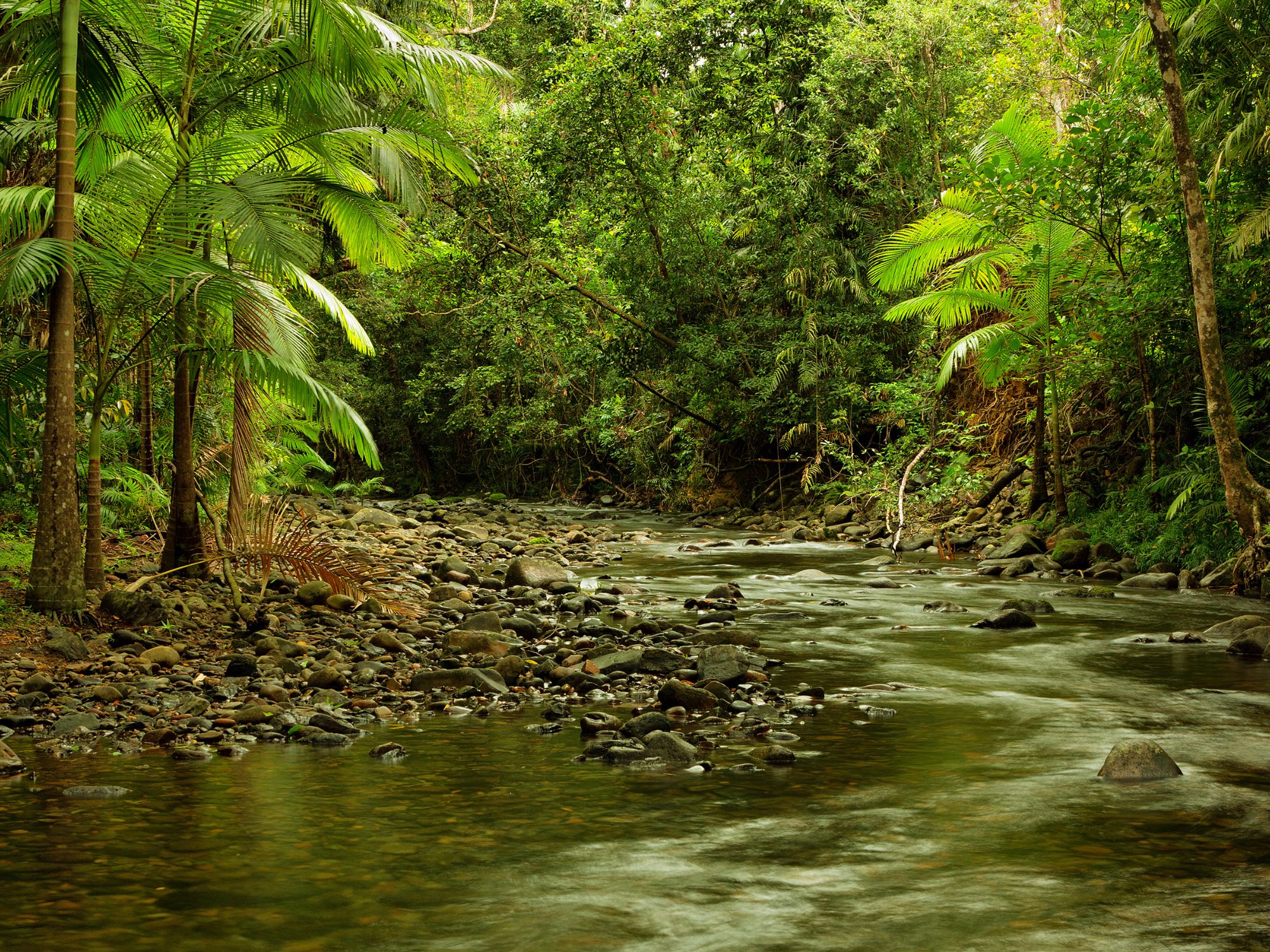 Vi besøger Daintree National Park, som har et af verdens ældste økosystemer. Foto Viktors Farmor