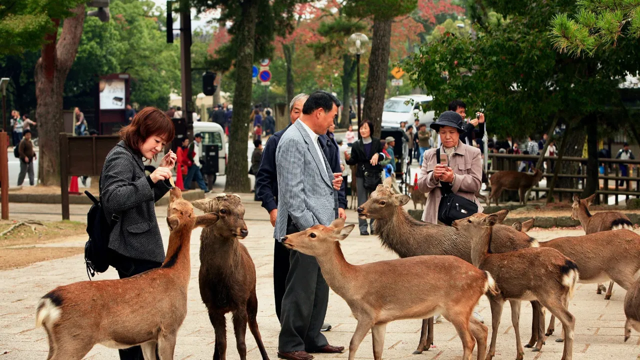Hellige hjorte går frit omkring i Nara. Foto Anders Stoustrup