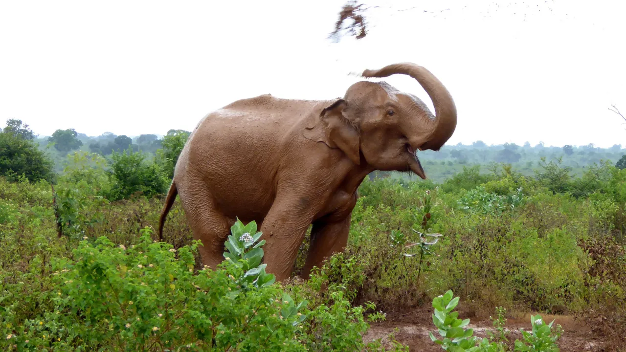 En elefant køler sig ned med et mudderbad i Udawalawe nationalparken. Foto Michael Andersen