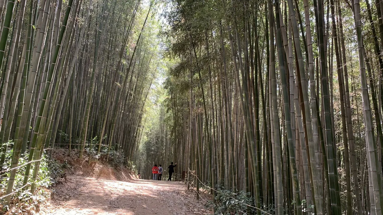 Juknokwon bambusskoven er som en helt anden verden. Foto af Ib Larsen