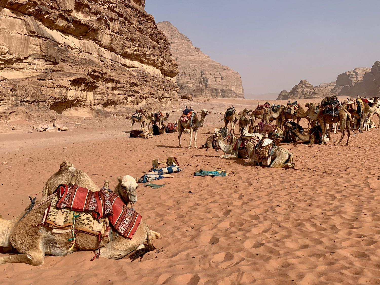 På rejsen igennem Wadi Rum ørkenen i Jordan møder vi gerne en flok kameler eller to. Foto Anders Stoustrup