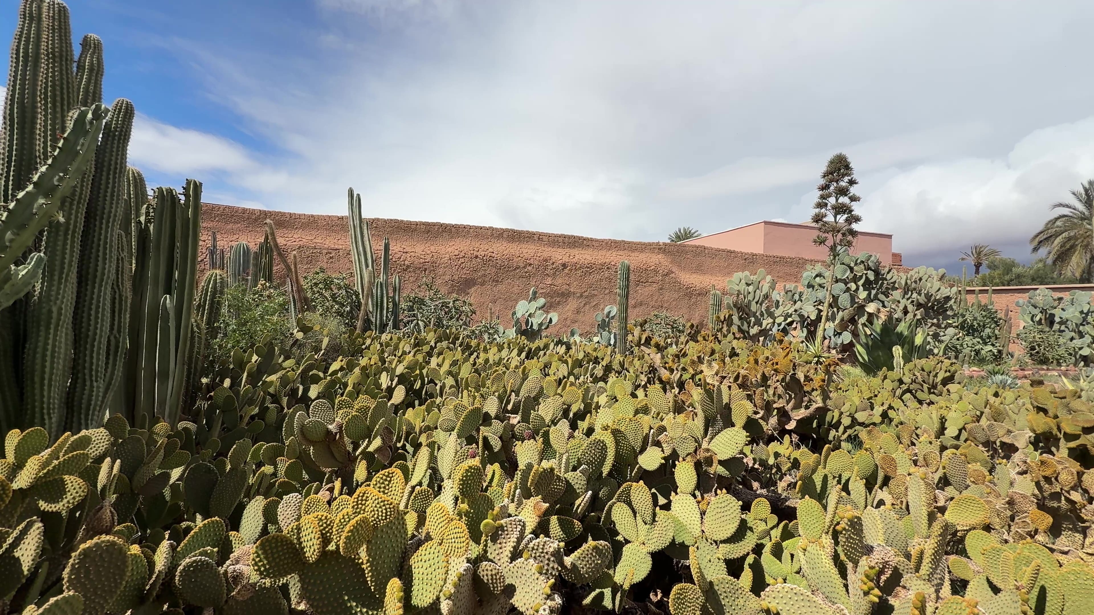 Vi skal ud til Palmeriet, der en stor palmeoase med omkring 150.000 træer. Foto Morten H. Nielsen