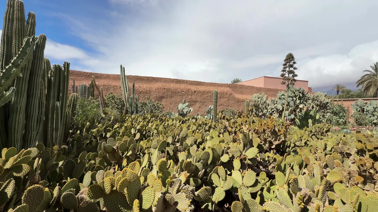 Vi skal ud til Palmeriet, der en stor palmeoase med omkring 150.000 træer. Foto Morten H. Nielsen