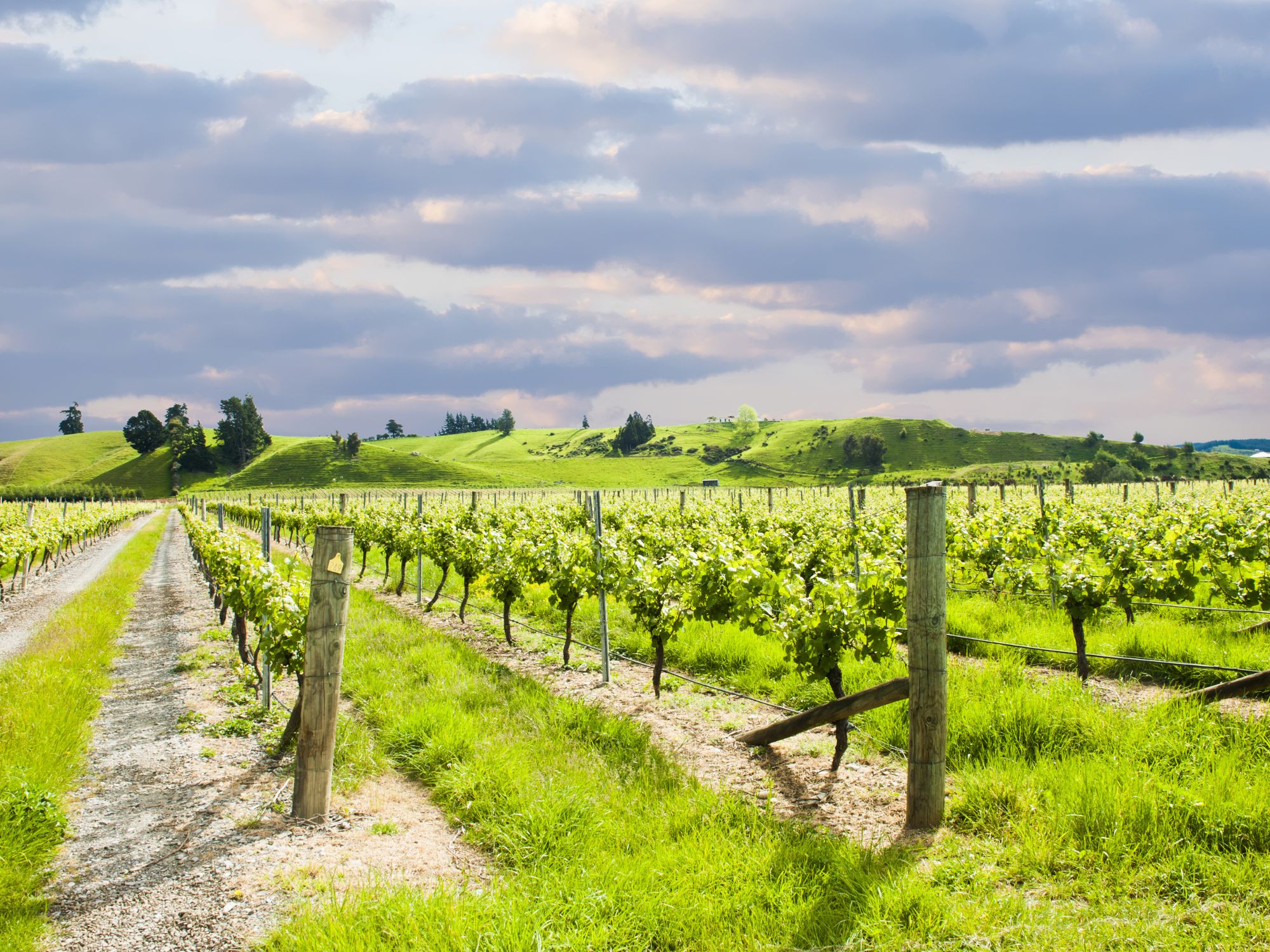 På Sydøen ser vi mange vinmarker, hvor bl.a. en fantastisk Sauvignon Blanc produceres. Foto Viktors Farmor