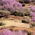 Lesotho