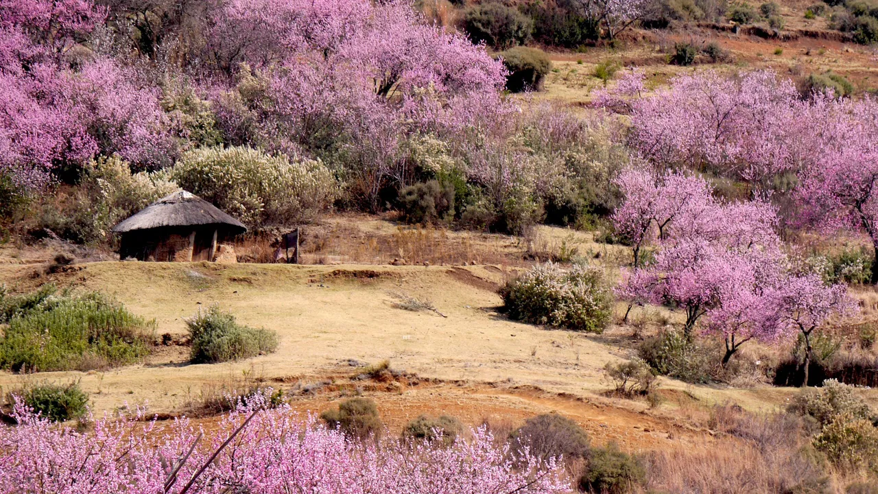 Lesotho klædt i forårsfarver er en oplevelse. Foto Viktors Farmor