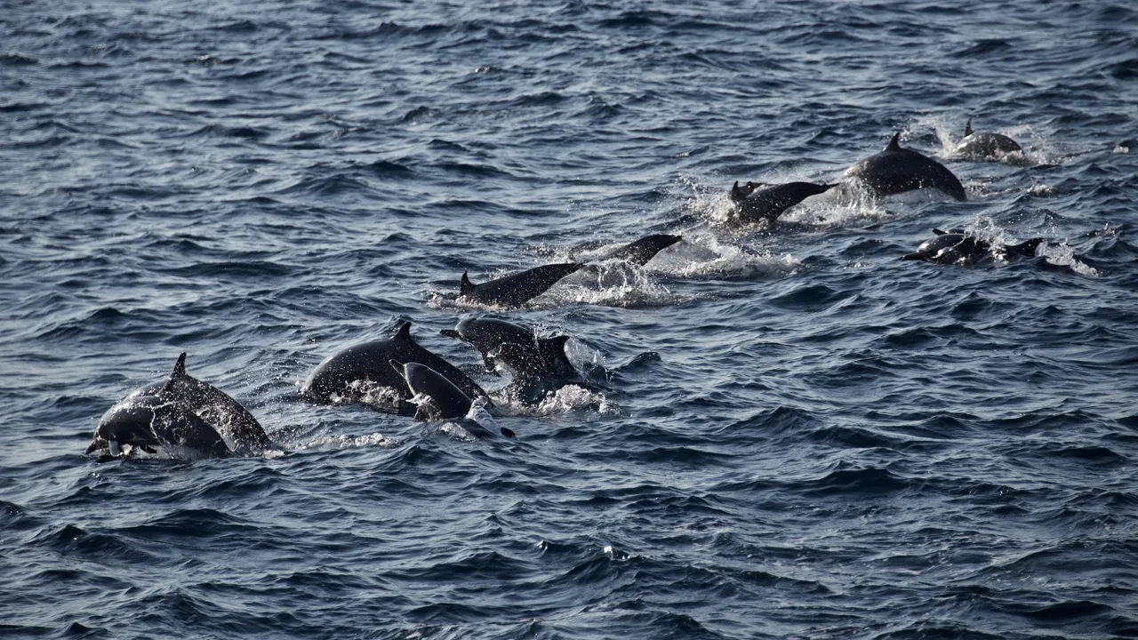 Udover blåhvaler og kaskelothvaler, kan vi også spotte snurredelfiner i havet syd for kystbyerne Galle og Mirissa i Sri Lanka. Foto Flemming Lauritsen