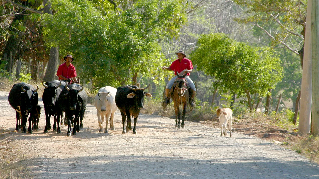 Mange på landet lever af kvægdrift, de kaldes gauchoer. Foto Claus Bech