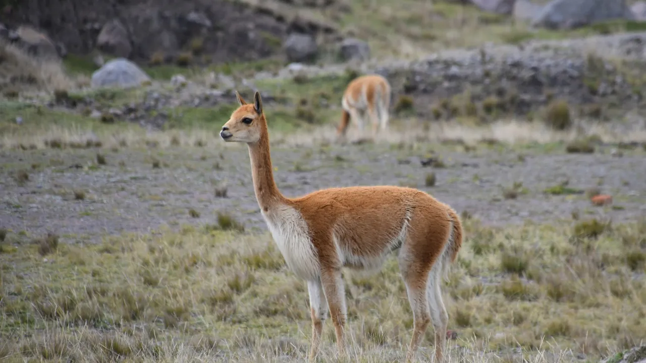 Vilde vikunjaer lever på Chimborazo vulkanens høje skråninger. Foto Hanne Christensen