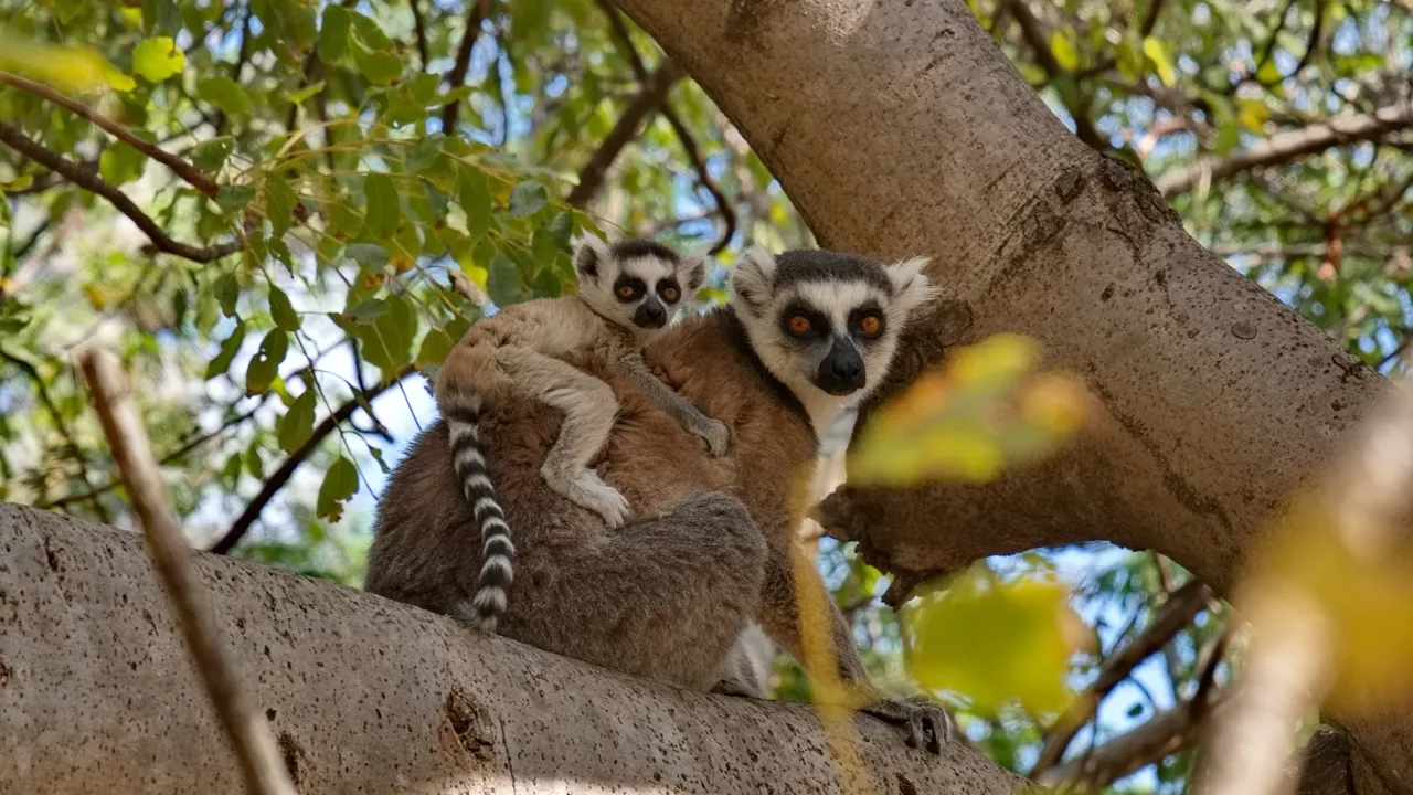 En af de mest karakteristiske lemurer, Catta lemuren, lever i flokke, hvor det er hunnerne, som bestemmer. Foto Hanne Christensen
