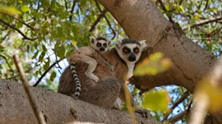 En af de mest karakteristiske lemurer, Catta lemuren, lever i flokke, hvor det er hunnerne, som bestemmer. Foto Hanne Christensen