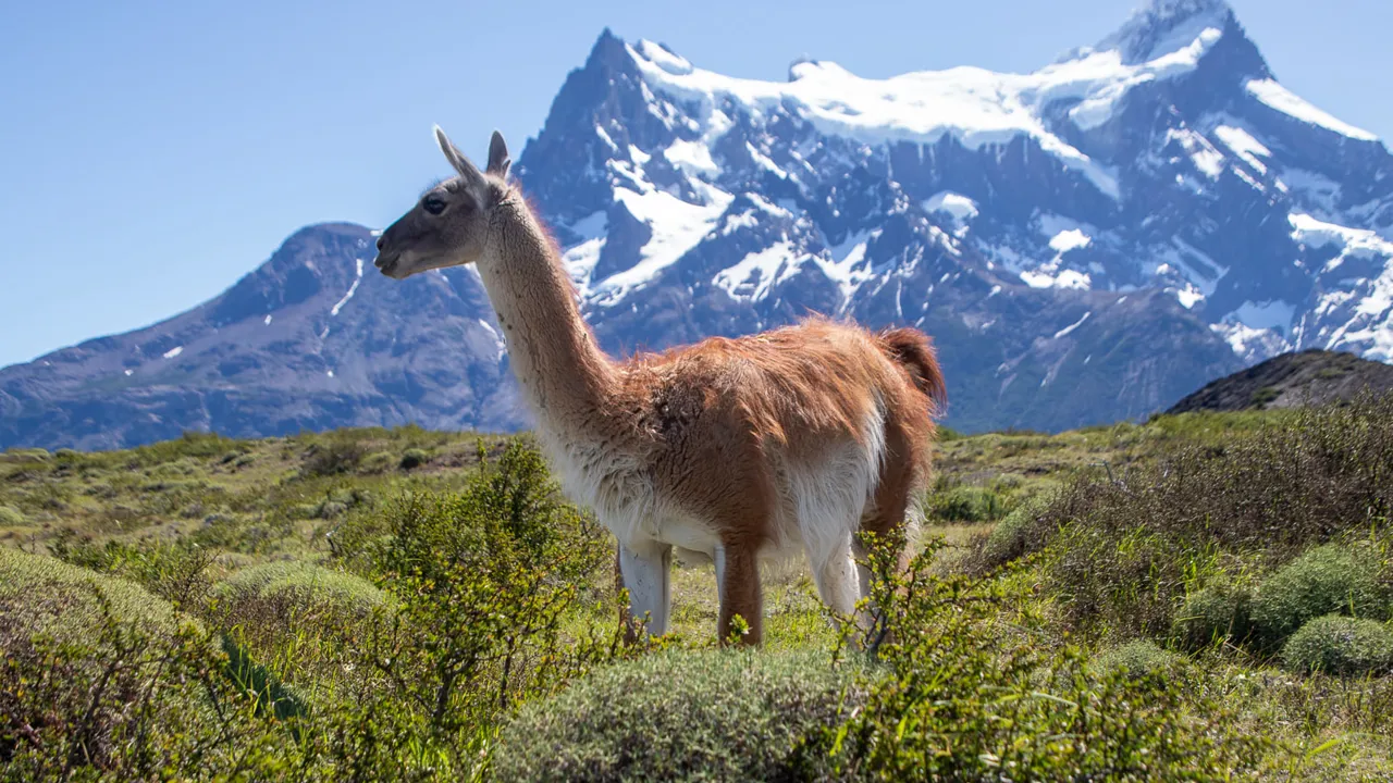 Guanako i Torres del Paine nationalparken. Foto Viktors Farmor