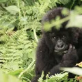 Rwanda
